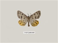 藏品(尺蛾123.a)的圖片